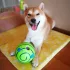 Hundespielzeug, Hundeball