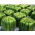 Kreativer Wassermelonenformer