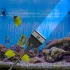Algenkratzer für Aquarien