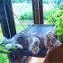 Fenster-Katzenbett