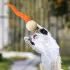 Schlängelndes Katzenspielzeug