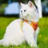 Katzengeschirr mit Leine