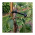 Verstellbarer Obstbaum-Zweighalter 10 Stk.