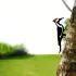 Specht Gartendekoration