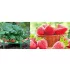 Gartenständer für Erdbeeren