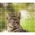 Katzennetz