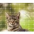 Katzennetz