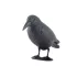Vogelscheuche Krähe