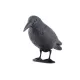 Vogelscheuche Krähe