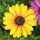 Garden of Eden Gartendekoration - Blume - 7,5 cm - 4 Stk./Packung