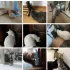 Selbstmassagebürste für Katzen