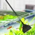 Aquarienreiniger Algenentferner Werkzeug