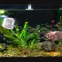 Ausziehbares Edelstahl-Aquariennetz