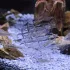 Acryl Vermehrungsnest für Fische und Garnelen