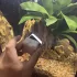 Magnetische Aquarien-Glasreinigungsbürste