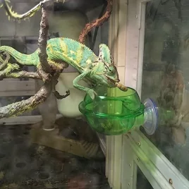 Reptilien-Futternapf mit Saugnapf