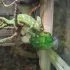 Reptilien-Futternapf mit Saugnapf
