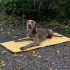 1 Stk Tragbare und Zusammenklappbare Hundedecke, Wasserdicht, Leicht zu Reinigen Hundekäfigunterlage