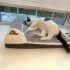 Ultra-Weiches Plüsch Katzenbett - Luxus Haustierbett mit Memory-Schaum, Abnehmbarer und Waschbarer Bezug