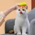 3-in-1 Selbstreinigende Haustierbürste für Katzen und Hunde - USB-Aufladung