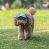 Verstellbare Baseballkappe für Hunde und Katzen