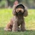 Verstellbare Baseballkappe für Hunde und Katzen