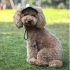 Verstellbare Baseballkappe für Hunde und Katzen