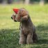 Verstellbare Baseballkappe für Hunde und Katzen
