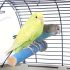 Krallen-Schleifstab für Vögel