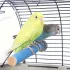 Krallen-Schleifstab für Vögel