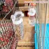 Vogelhäuschen und Wasserspender - Ideal für Käfige