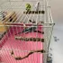 5 Stück Vogel Sitzstange, Naturholz