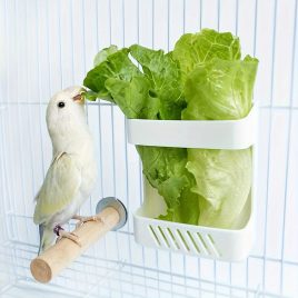 1 Stk. Obst Gemüse Aufbewahrungsschale für Vögel