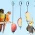 Edelstahl Papageien Futterspieß - Obst- und Gemüsestange für Vögel