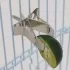 Edelstahl-Vogelfutterklammer