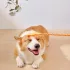 Hundetraining Stock