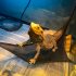 2er Set Atmungsaktive Hängematte für Reptilien