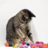 21-teiliges interaktives Ballabschuss-Spielzeug für Katzen