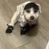 4er Set wasserdichte Hundeschuhe für kleine Hunde