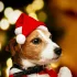 Weihnachtsmütze für Haustiere