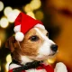 Weihnachtsmütze für Haustiere