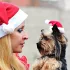 Weihnachtsmütze für Haustiere