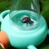 Hand-Insektenlupe - 5X Doppelsicht-Klarsichtbox