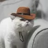 Katzen-Cowboyhut