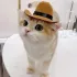 Katzen-Cowboyhut