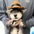 Katzen-Cowboyhut