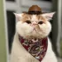 Katzen-Cowboyhut