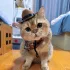 Katzen-Cowboyhut