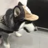 Verstellbare Baseballkappe für Hunde