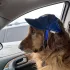 Verstellbare Baseballkappe für Hunde